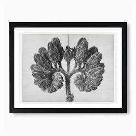 Common Comfrey (1928), Karl Blossfeldt Art Print