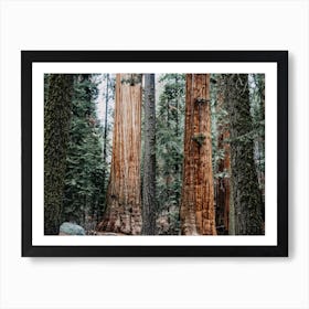 Redwood Tree Forest Art Print