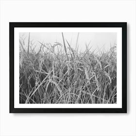 Rice,Crowley, Louisiana By Russell Lee Art Print