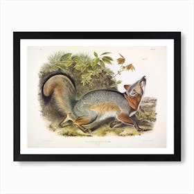 Grey Fox, John James Audubon Art Print