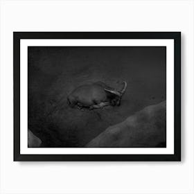 A Lonely Mountain Goat Resting. Black And White Art Print