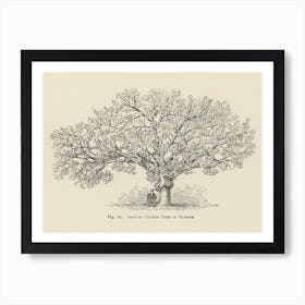 Vintage Illustration Of Orchard Cherry Tree, John Wright Art Print