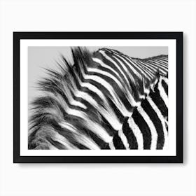 Two Zebra Males Art Print