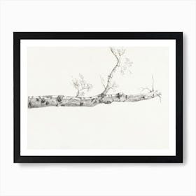 Study Of A Tree, Jean Bernard Art Print