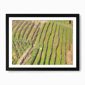 Terraced Vineyards of Langhe. Rows of neatly planted grapevines line the terraced hillsides of Langhe, Italy, showcasing the region's dedication to winemaking. The structured pattern of the vineyard rows, supported by wooden stakes, emphasizes the natural contours of the landscape, creating a harmonious blend of agriculture and nature. Art Print