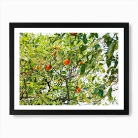 Oranges On A Tree // Valencia, Spain, Travel Photography Art Print