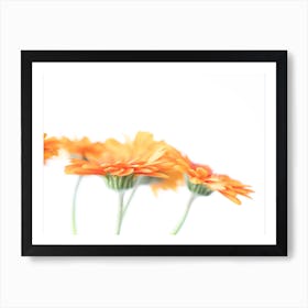 Blooming beauties peach gerberas in pastel orange and white stillife - modern flowers, nature photography by Christa Stroo Art Print