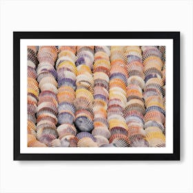 Seashells From Beach Art Print