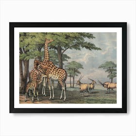 Vintage Kolb 5 Tafel 36 Giraffe Art Print