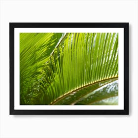 Green leaves of palm fern and sunlight Art Print