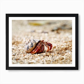 Hermit crab in a seashell on the move Art Print