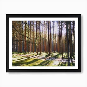 Sunrise In The Forest Art Print