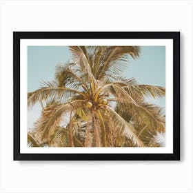 Coconut Palm Tree Art Print