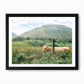 Irish Cow in a Field  Art Print