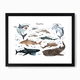 Shark Sea Life Print, Types of Sharks, Ocean Theme Kids Room Art Print