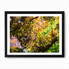 Treetops with colourful leaves in the autumn forest Art Print