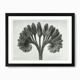 Common Comfrey (1929), Karl Blossfeldt Art Print