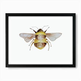 Bumble Bee 1 Art Print