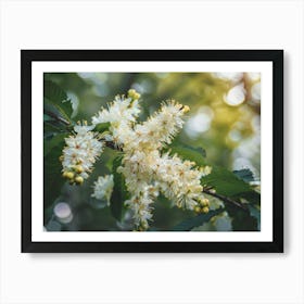 White Cherry Blossoms 1 Art Print