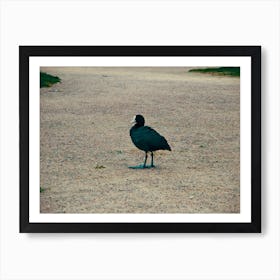 Black Bird Art Print