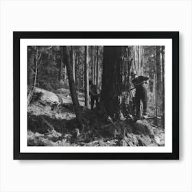 The Two Fallers Saw Down A Tree, Long Bell Lumber Company, Cowlitz County, Washington By Russell Lee Art Print