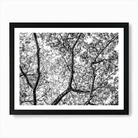 Botanical Black And White Nature Tree Leafs In Uganda Art Print