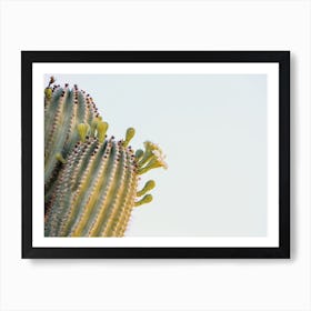 Saguaro Cactus Flowers Art Print