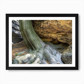 Tree and its strong roots in the Elbe Sandstone Mountains Art Print