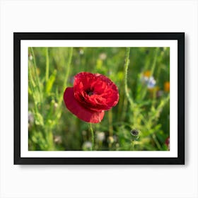 Red poppy in the green field Art Print