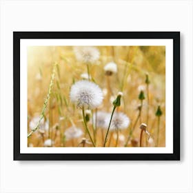 Dandelion In The Field Art Print