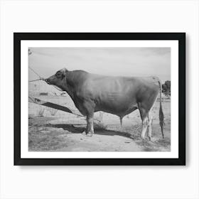 Senator Sybil Eminent, Jersey Herd Bull At The Casa Grande Valley Farms,Pinal County, Arizona, His Dam Was State Art Print