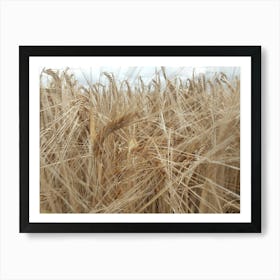 Field Of Wheat Art Print