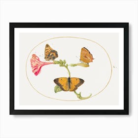 Brown Hairstreak, Silver Washed Fritillary And Clouded Yellow Butterflies On A Four O Clock Flower (1575–1580), Joris Hoefnagel Art Print