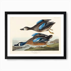 Blue Winged Teal, Birds Of America, John James Audubon Art Print