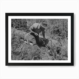 Grant County, Oregon, Malheur National Forest, Lumberjack Hitching A Cable To Log So That Caterpillar Tractor Can Snake Art Print