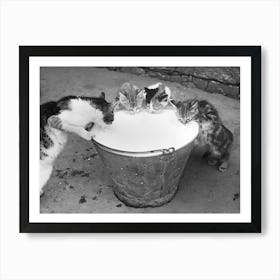 Cats Drinking Milk Vintage Black and White Photo Art Print