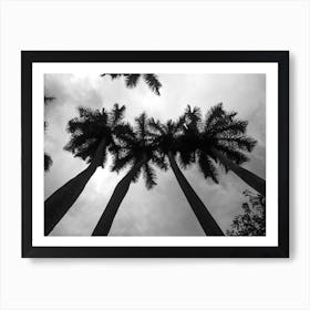 Black And White Palm Trees 3 Art Print