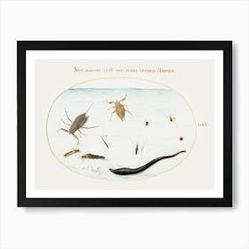 Water Scorpion, Water Measurer, Pond Skater, Red Water Mite, Leech And Other Water Insects, Joris Hoefnagel Art Print