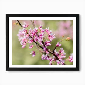 Springtime Buds In Pink Art Print
