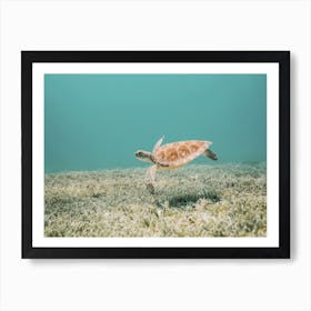 Swimming Sea Turtle Art Print