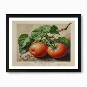 Two Tomatoes 2 Art Print