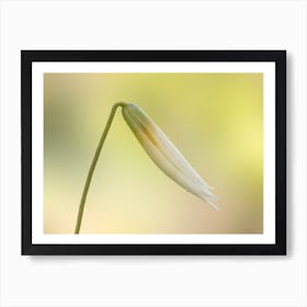 Trout Lily Art Print