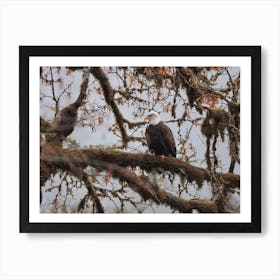 Bald Eagle Perched Art Print