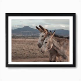 Pair Of Donkeys Art Print