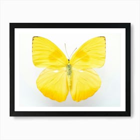 Bright yellow butterfly - insect and animal nature and travel photography by Christa Stroo Photography Art Print