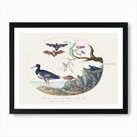 Bats, Quail, And Oystercatcher By The Water (1575–1580), Joris Hoefnagel Art Print