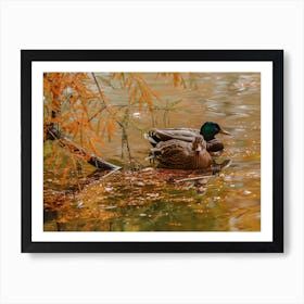 Ducks On Lake Art Print