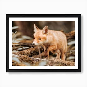 Red Fox Cub Art Print