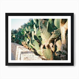 Cactus behind a Wall // Ibiza Nature & Travel Photography Art Print