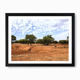 Goats In Trees In Morocco (Africa Series) Art Print